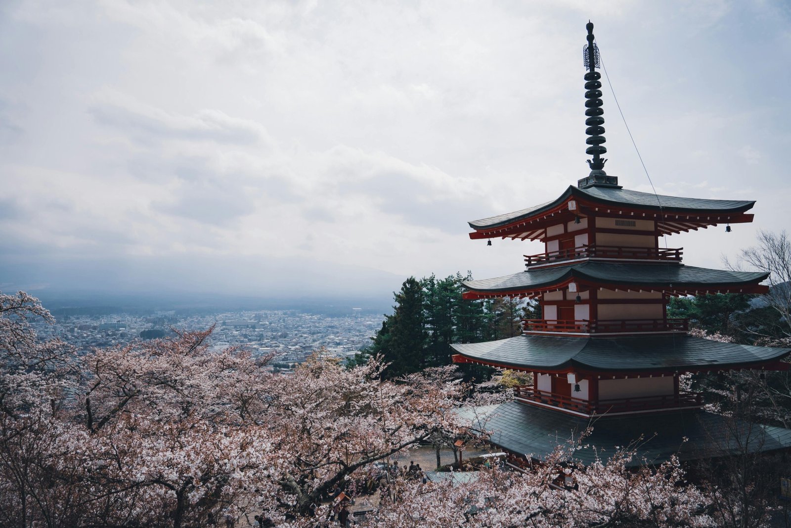 Beautiful view of Chureito Pagoda with cherry blossoms in full bloom, a classic spring scene in Japan.